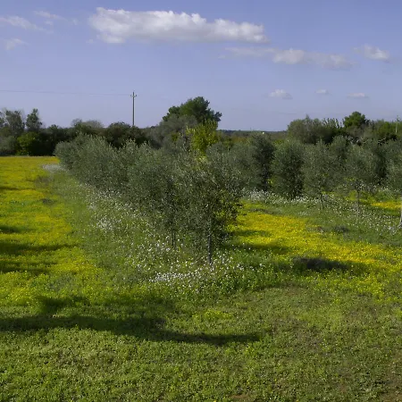 Gospodarstwo agroturystyczne Masseria Faresalento *